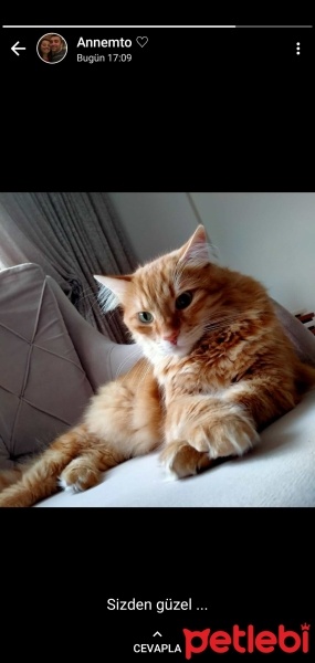 Sarman, Kedi  Güneş fotoğrafı
