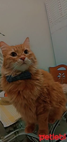 Sarman, Kedi  Güneş fotoğrafı