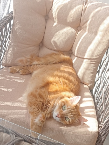 Sarman, Kedi  Güneş fotoğrafı