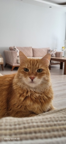 Sarman, Kedi  Güneş fotoğrafı