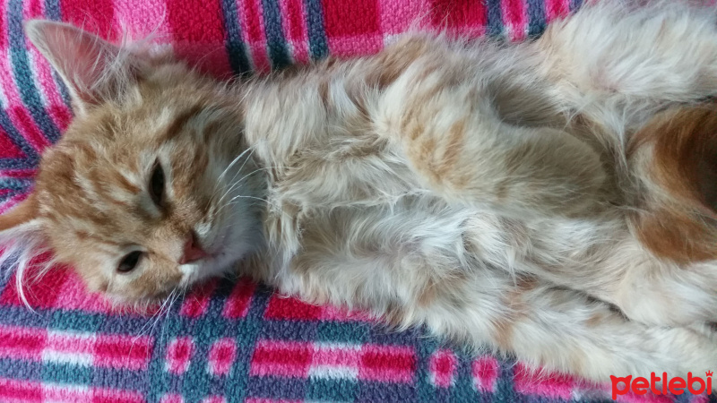 Tekir Kedi, Kedi  Lili fotoğrafı