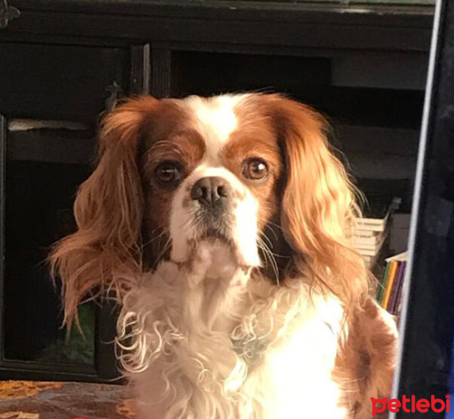 Cavalier King Charles Spanieli, Köpek  Keçi fotoğrafı