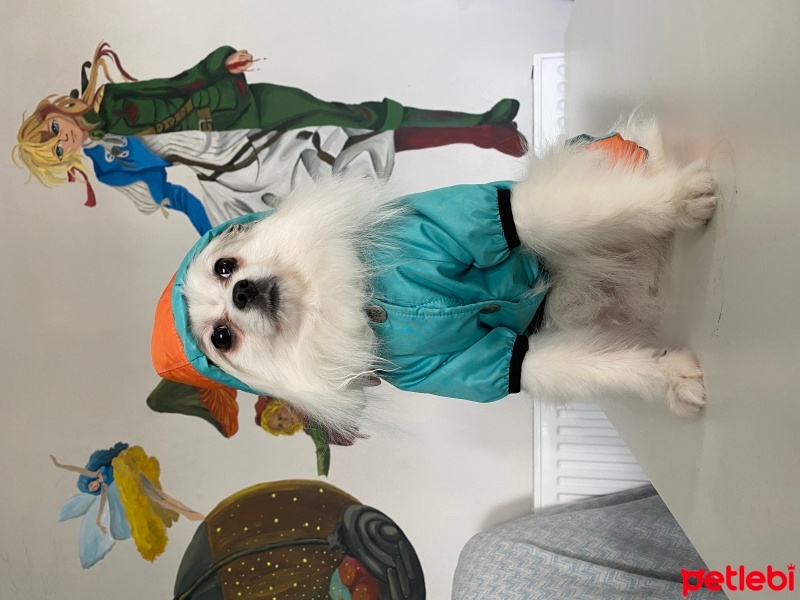 Pomeranyalı, Köpek  Hermes fotoğrafı