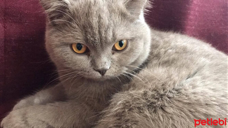 Scottish Fold, Kedi  Toprak fotoğrafı