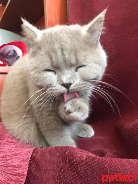 Scottish Fold, Kedi  Toprak fotoğrafı