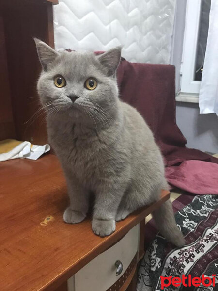 Scottish Fold, Kedi  Toprak fotoğrafı