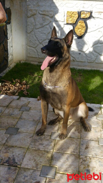 Belçika Malinois, Köpek  Berlin fotoğrafı