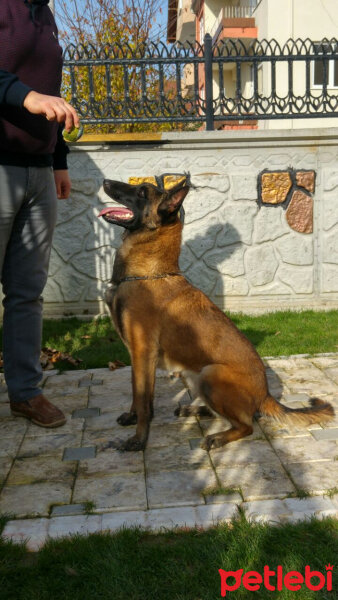 Belçika Malinois, Köpek  Berlin fotoğrafı