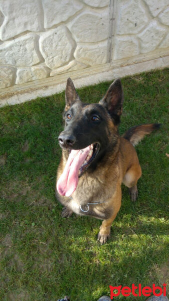 Belçika Malinois, Köpek  Berlin fotoğrafı