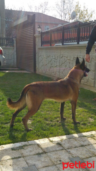 Belçika Malinois, Köpek  Berlin fotoğrafı