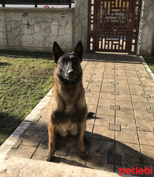 Belçika Malinois, Köpek  Berlin fotoğrafı