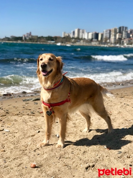 Golden Retriever, Köpek  Şanslı fotoğrafı