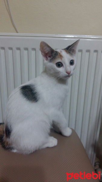 Tekir Kedi, Kedi  nokta fotoğrafı