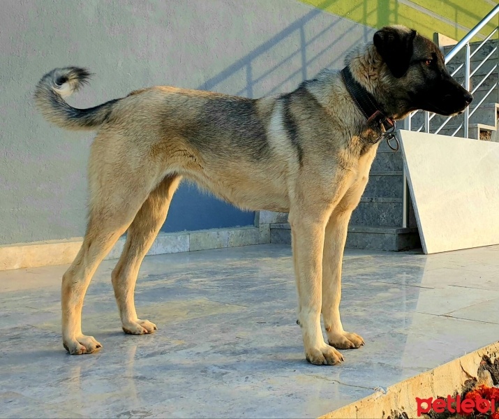 Kangal, Köpek  Mahoni fotoğrafı