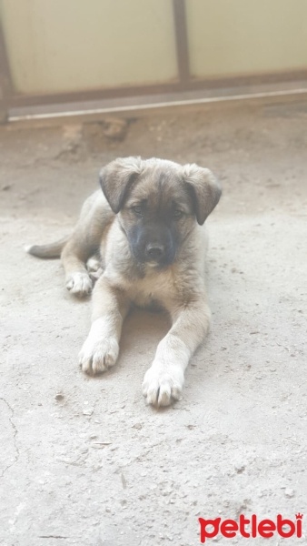 Kangal, Köpek  Mahoni fotoğrafı