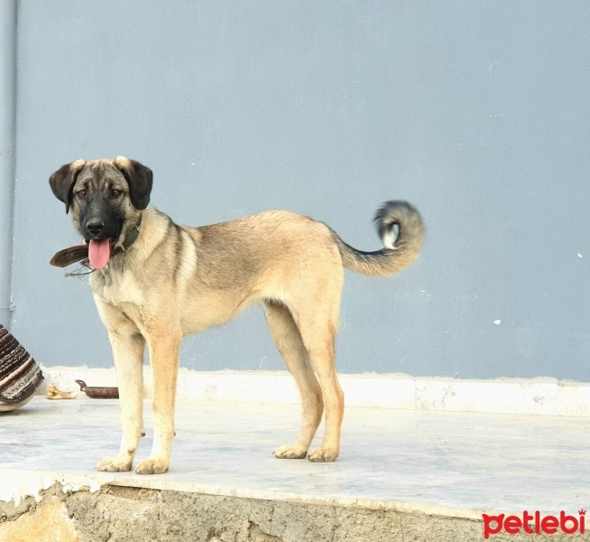 Kangal, Köpek  Mahoni fotoğrafı