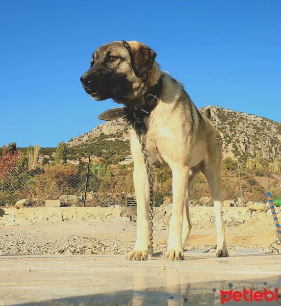 Kangal, Köpek  Mahoni fotoğrafı