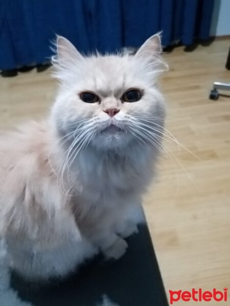 Chinchilla, Kedi  MAYA fotoğrafı