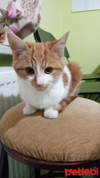 Tekir Kedi, Kedi  Bıdık fotoğrafı