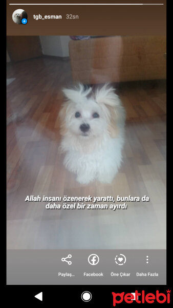 Maltese, Köpek  Şirin fotoğrafı