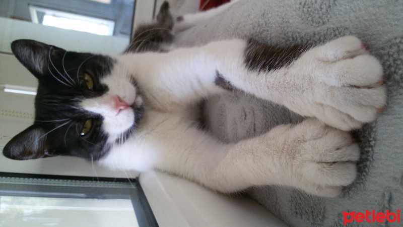 Tuxedo (Smokin) Kedi, Kedi  Kız Kedim fotoğrafı