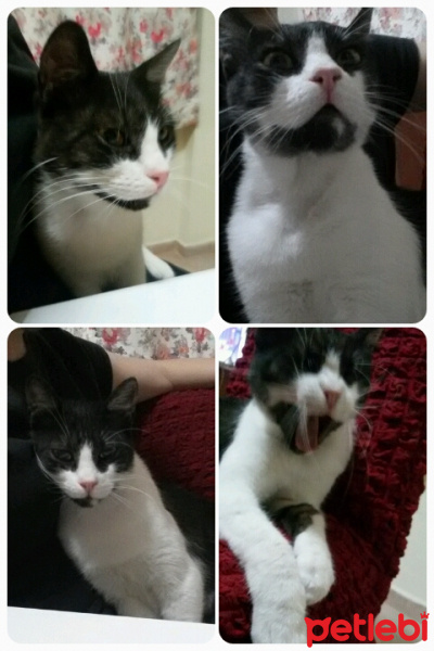 Tuxedo (Smokin) Kedi, Kedi  Kız Kedim fotoğrafı