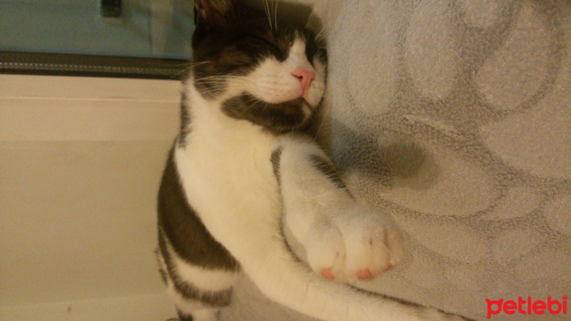 Tuxedo (Smokin) Kedi, Kedi  Kız Kedim fotoğrafı