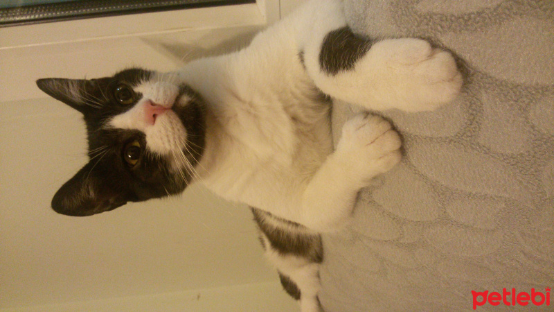 Tuxedo (Smokin) Kedi, Kedi  Kız Kedim fotoğrafı