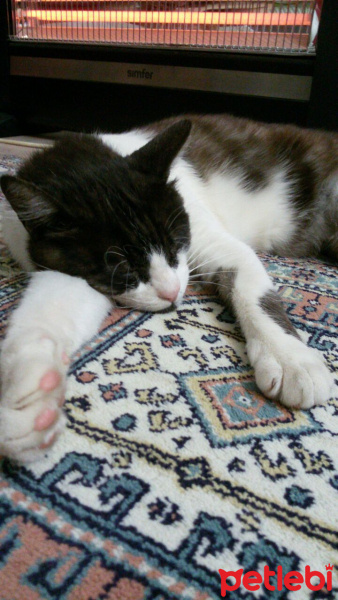 Tuxedo (Smokin) Kedi, Kedi  Kız Kedim fotoğrafı