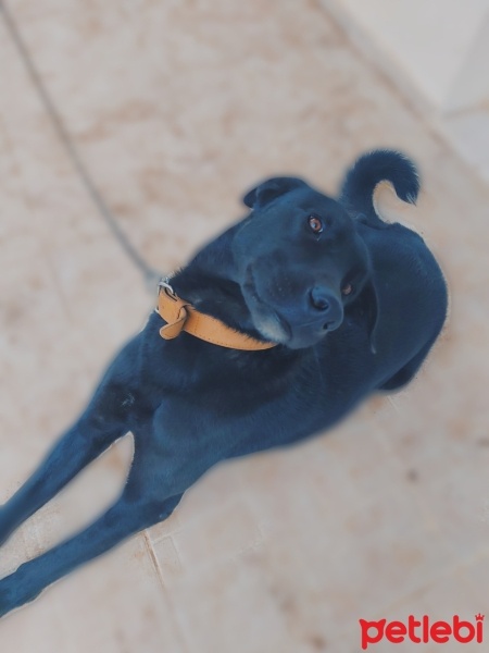 Labrador Retriever, Köpek  Papi fotoğrafı
