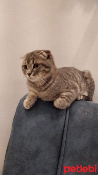 Scottish Fold, Kedi  Bobi fotoğrafı
