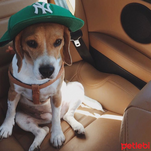 Beagle, Köpek  mocha fotoğrafı