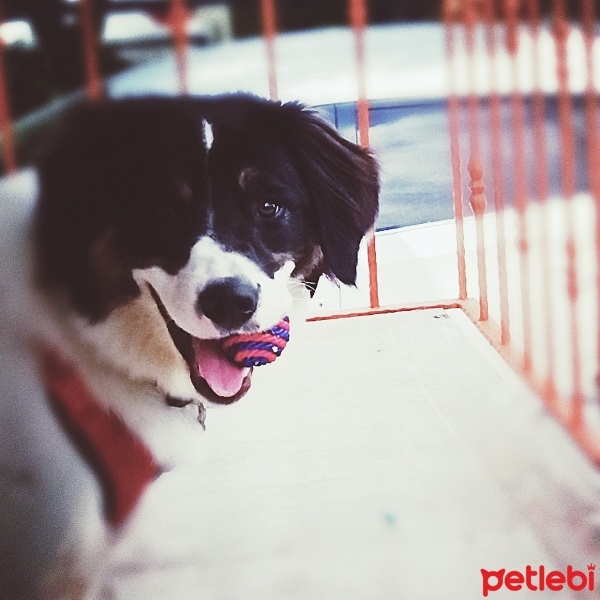 Border Collie, Köpek  Jedi fotoğrafı