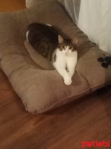 Tekir Kedi, Kedi  Sıyırtık fotoğrafı