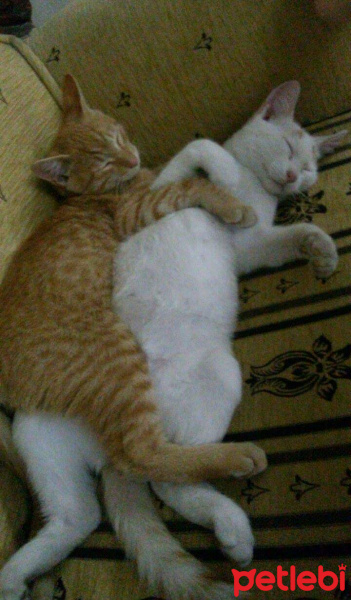 Van Kedisi, Kedi  Bızdık fotoğrafı