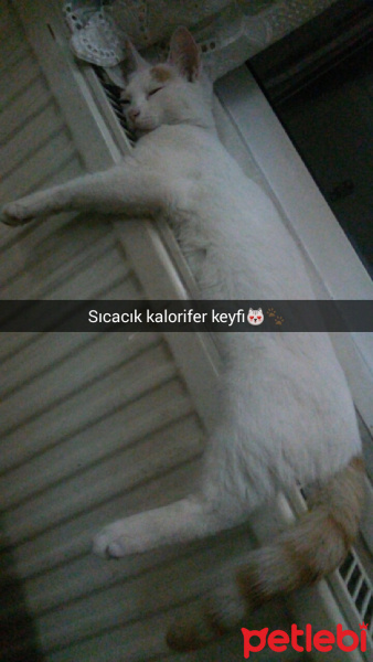 Van Kedisi, Kedi  Bızdık fotoğrafı