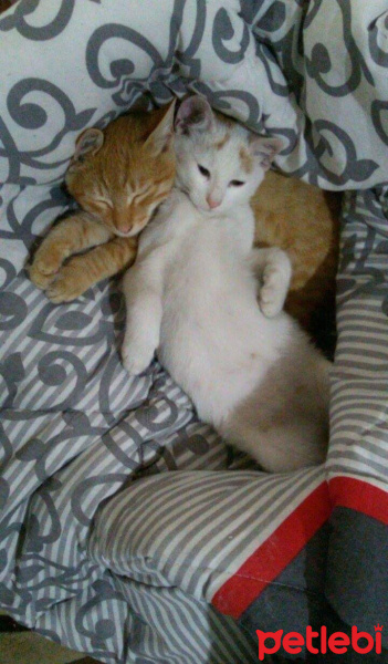 Van Kedisi, Kedi  Bızdık fotoğrafı