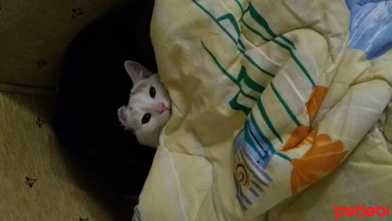 Van Kedisi, Kedi  Bızdık fotoğrafı