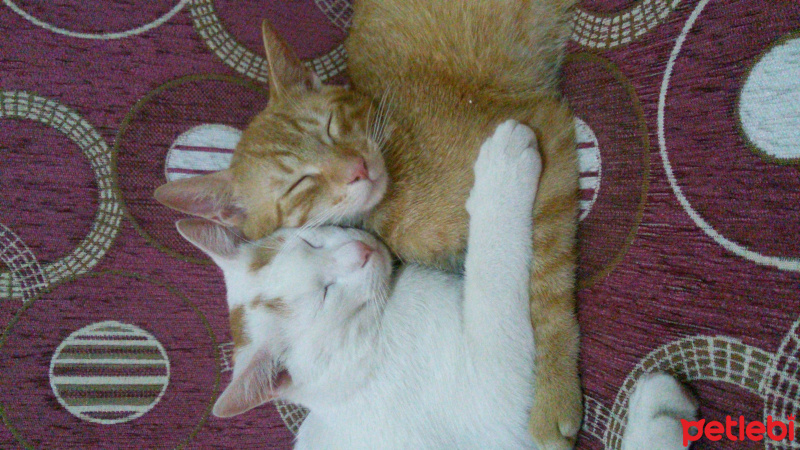 Van Kedisi, Kedi  Bızdık fotoğrafı