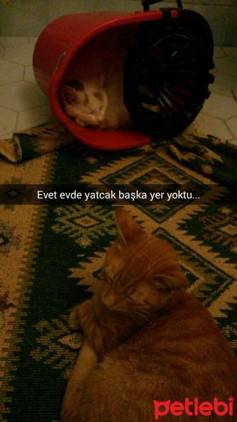 Van Kedisi, Kedi  Bızdık fotoğrafı