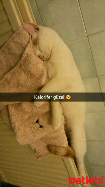 Van Kedisi, Kedi  Bızdık fotoğrafı