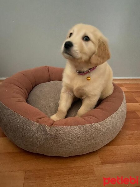 Golden Retriever, Köpek  Lila fotoğrafı