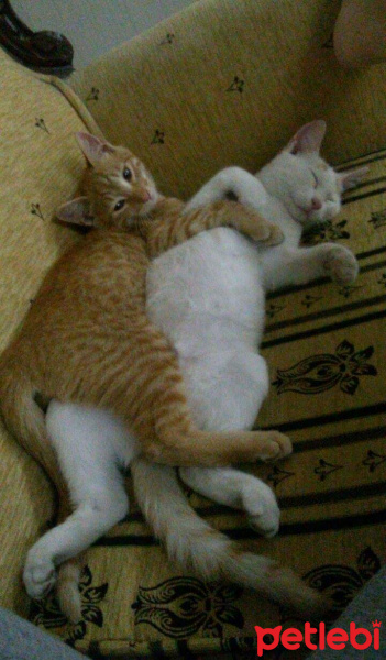 Tekir Kedi, Kedi  Fındık fotoğrafı