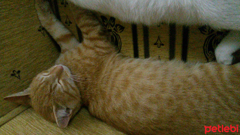 Tekir Kedi, Kedi  Fındık fotoğrafı