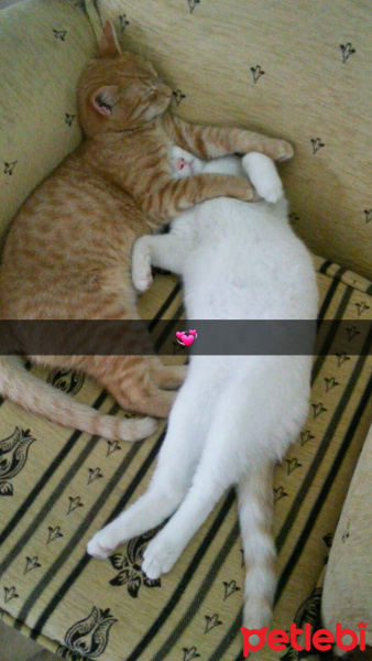 Tekir Kedi, Kedi  Fındık fotoğrafı