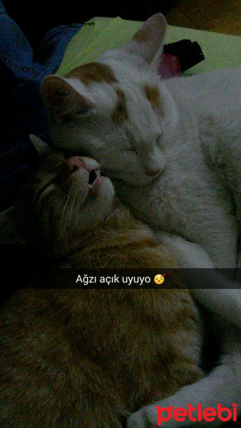 Tekir Kedi, Kedi  Fındık fotoğrafı