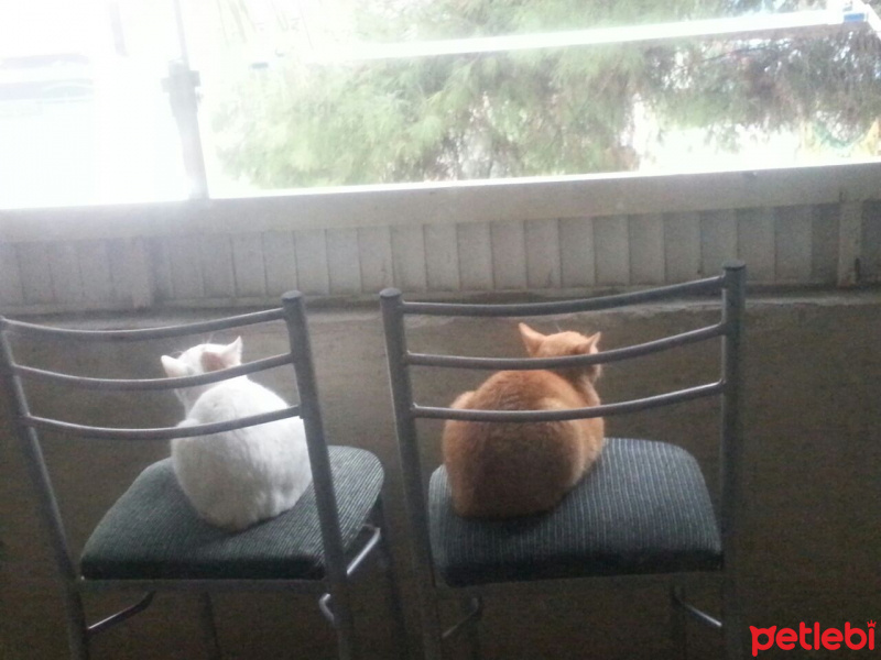 Tekir Kedi, Kedi  Fındık fotoğrafı