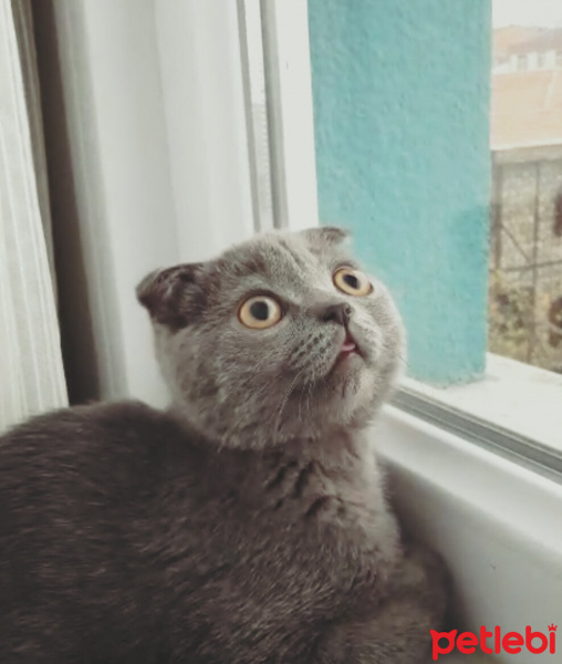 Scottish Fold, Kedi  Zeus fotoğrafı