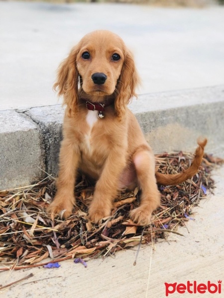Amerikan Cocker Spaniel, Köpek  Odi fotoğrafı