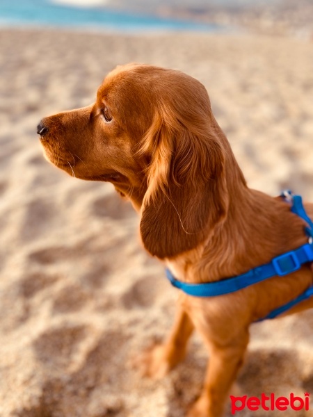 Amerikan Cocker Spaniel, Köpek  Odi fotoğrafı